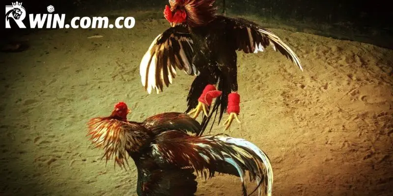 Sơ lược về chuyên mục đá gà trực tuyến